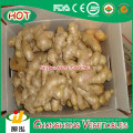 Fábrica de Atacado 2014 New Crop Fresh Ginger Preço 10kg / ctn